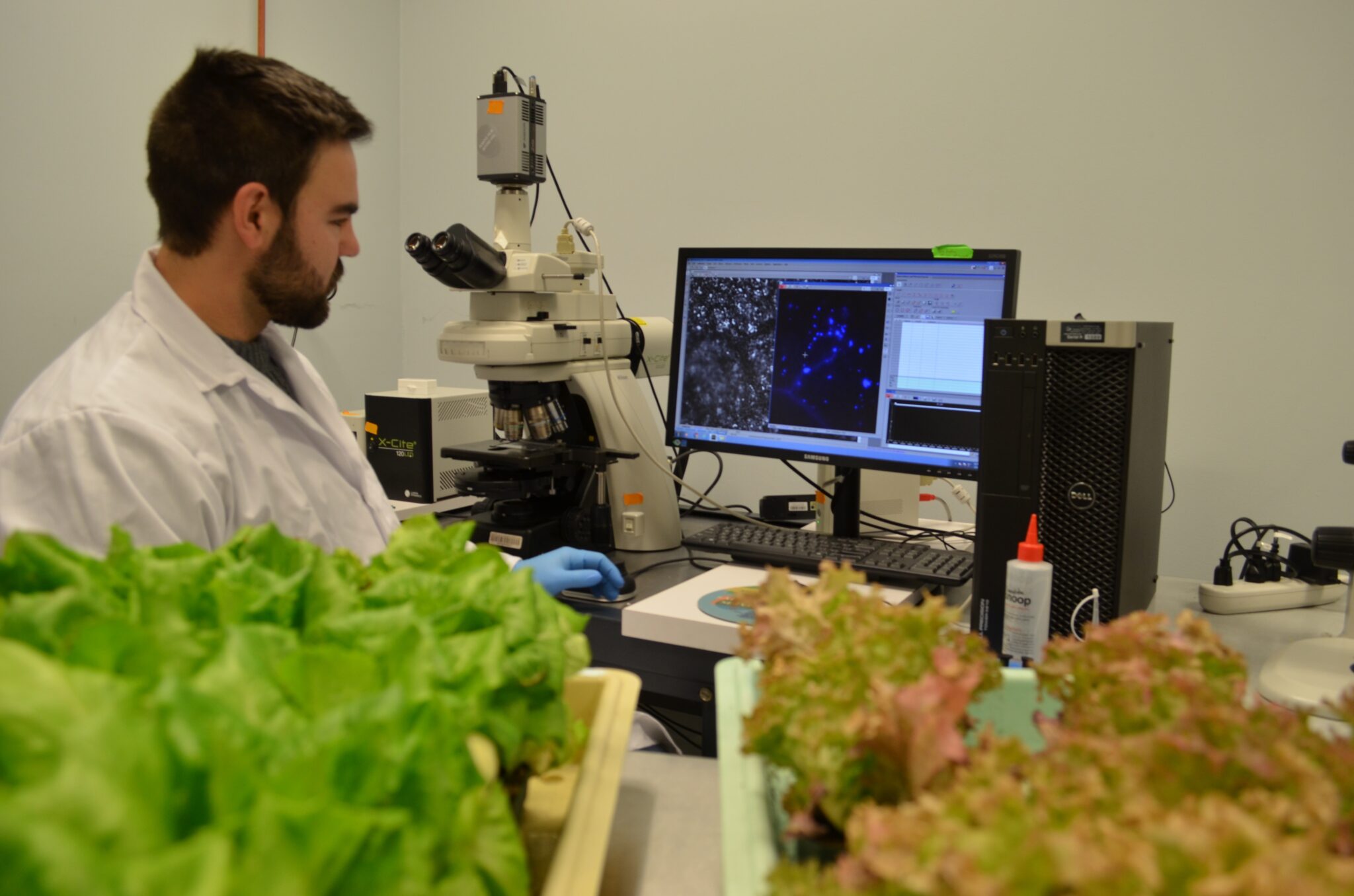 Scientists study lettuce that resists E. coli Vegetable Growers News