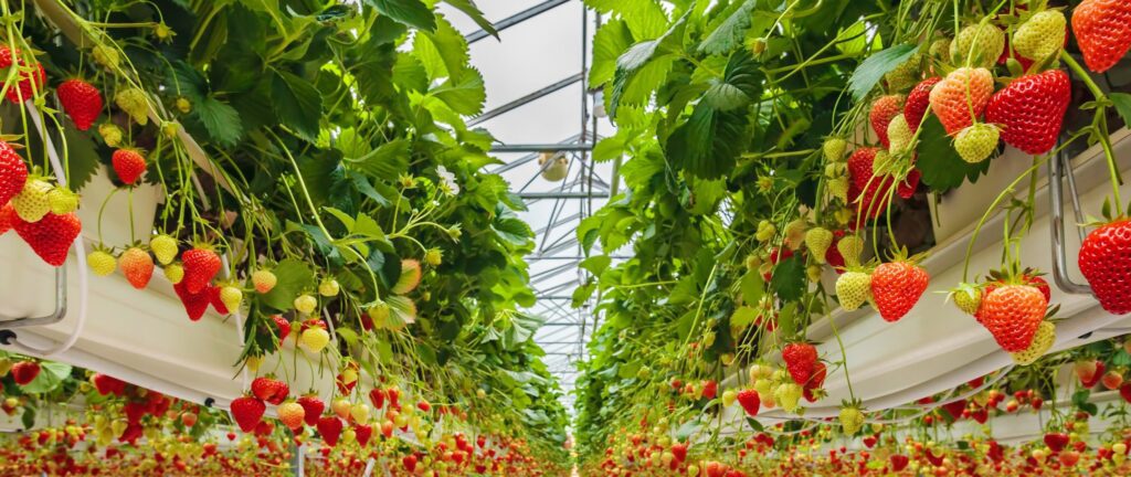 Rijk Zwaan soft fruit breeding strawberries
