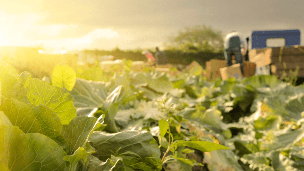 Balchem wins organic foliar products registrations for vegetables