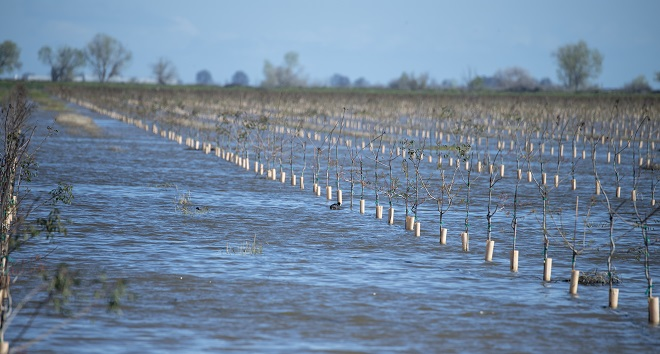 Flooded fields in Tulare County, in the Central Valley.