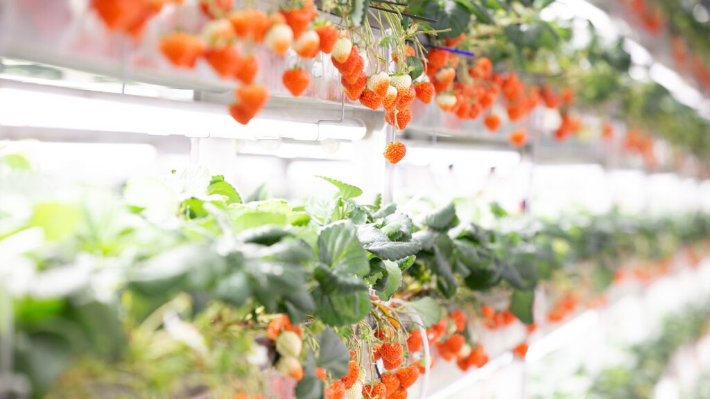 Robotics To Help Oishii Bring Vertical Farming Advances - Vegetable ...