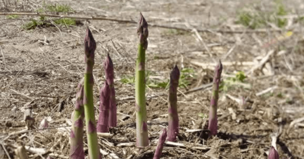 asparagus spears growing out of the ground