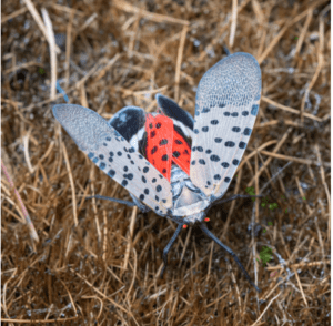 Spotted lanternflies 