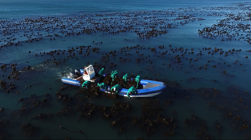 Afrikelp Kelp Bed Harvest 1