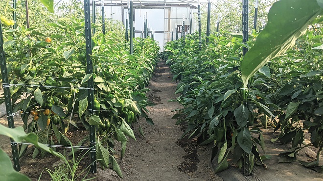 Organic Peppers research