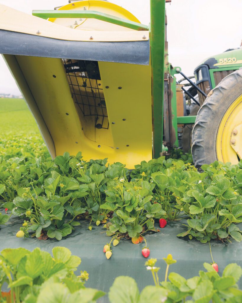 Organic Grower California’s unique strawberry pest control method