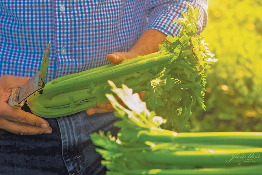 Duda-Farms-celery-closeup