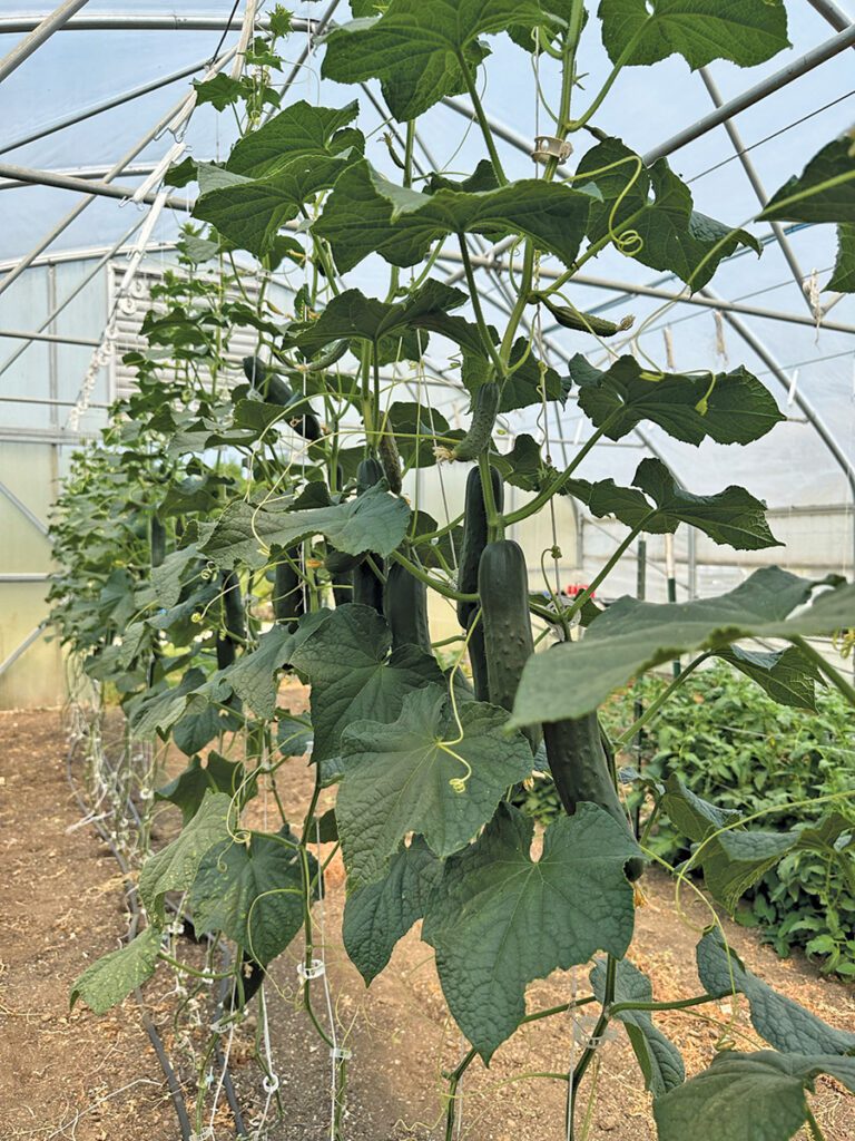VEG-Connections-Grafted-cucumbers