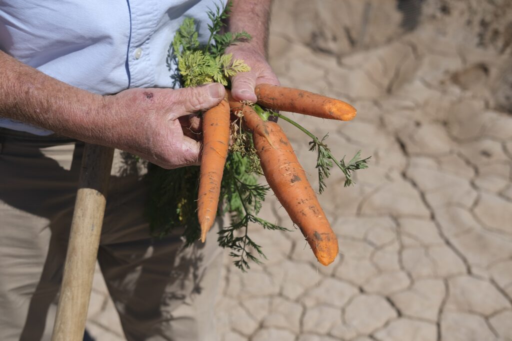 Carrots-California-Farm-Bureau