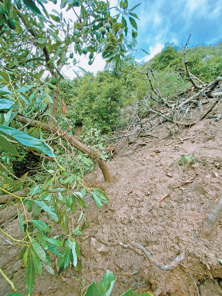 avocado trees mudslide