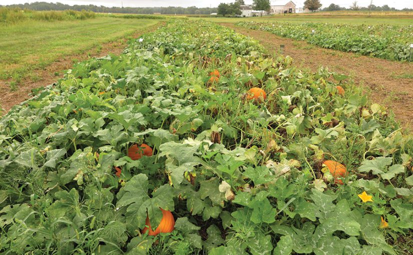 powdery mildew in pumpkin patch