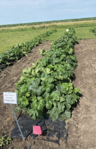 Veg-connections-clover-tilled-fabric-squash