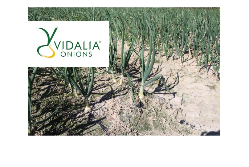 Vidalia onions Vidalia Onion Committee