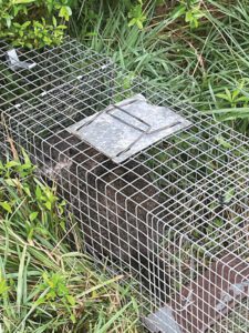 Wildlife-control-groundhog-trap - Vegetable Growers News