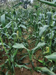 Racoon damage in corn field