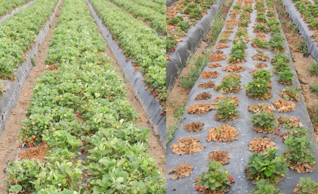 There is a stark difference in plant vigor between an ASD-treated plot (left) and a standard untreated plot in an organic field infected with charcoal rot. 