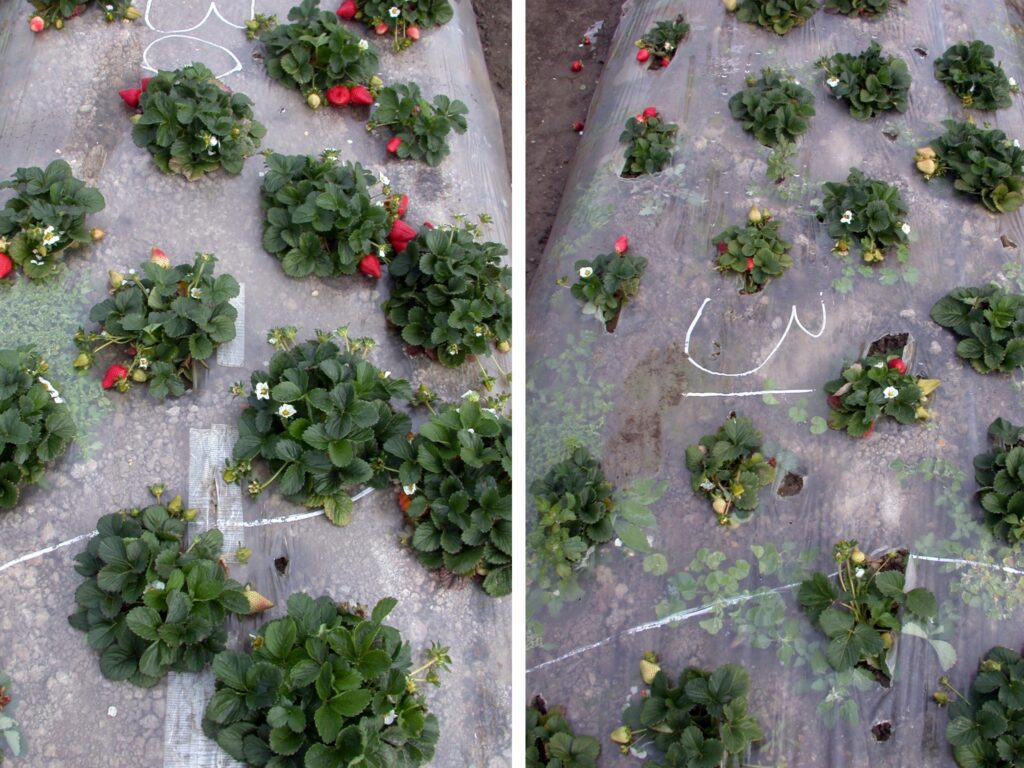 The strawberry plants in the ASD-treated plot at left are more robust than those growing in untreated soil.