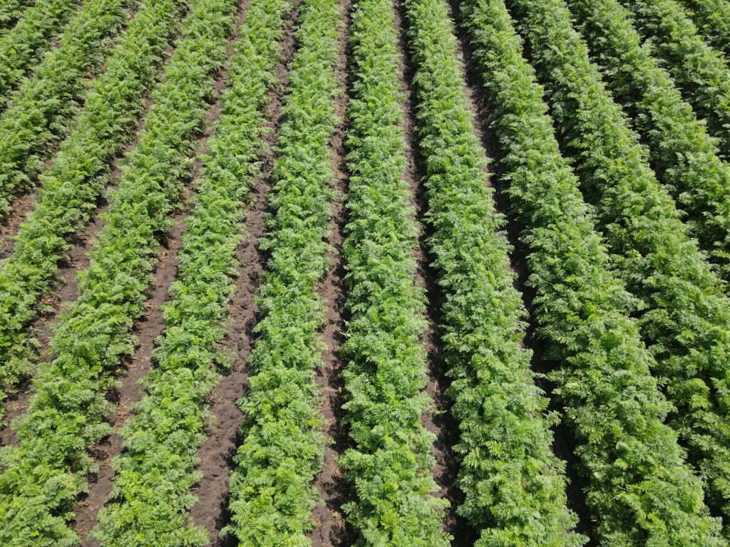 Fresha, a grower of carrots, has expanded its operational footprint in the Southeast by acquiring a south Georgia facility.