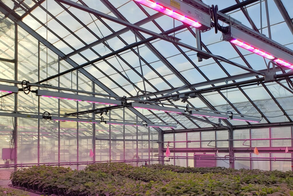 Updated LED lighting in greenhouses. Photo courtesy of Erik Runkle.
