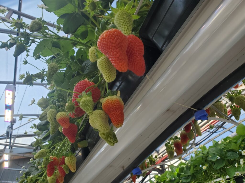 Sollum technologies strawberries indoor