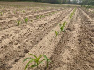 Early plantings of sweet corn in southwest Michigan are at the four-leaf stage. Photo by Ben Phillips, MSU Extension.
