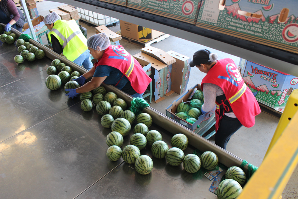 Early-season miniature watermelons are packed under the Yosemite Fresh label and sold in supermarkets in California and across the West. Photo/Christine Souza