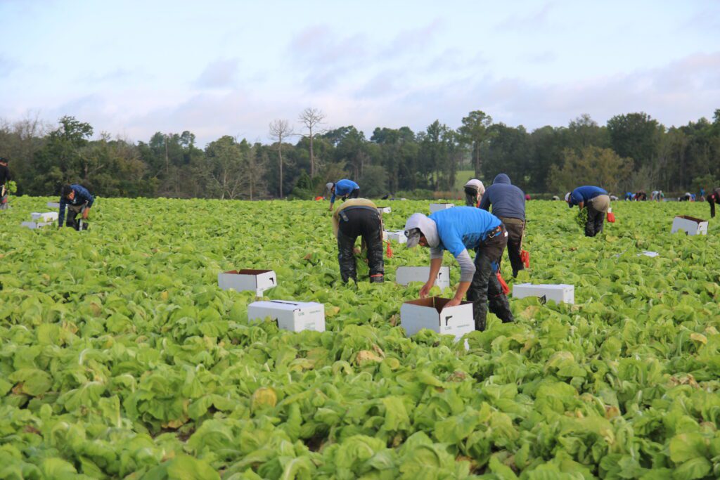 farmworkers harvesting lettuce