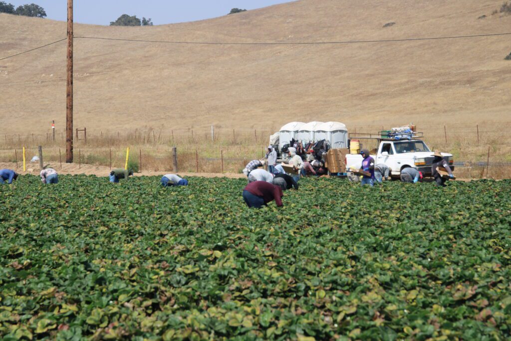 farm labor workers harvesting H-2A H2A AEWR farmworker strawberries