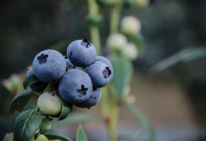 Naturipe Farms blueberries
