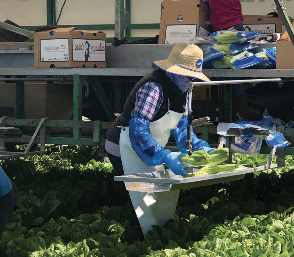 A romaine lettuce harvest for the Josie's Organics label.