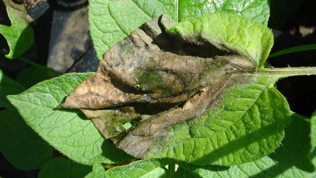 An example of late blight in a potato plant. Photo courtesy of Dr. Jaime Willbur, Assistant Professor, Department of Plant, Soil and Microbial Sciences at Michigan State University.