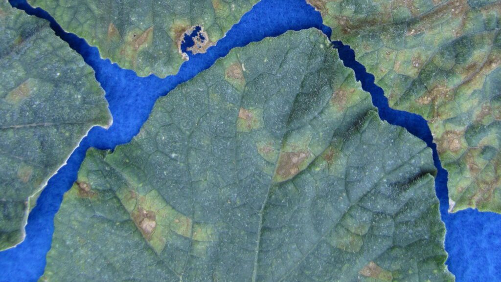 Symptoms of downy mildew on upper surfaces of cucumber leaves. Photos courtesy of Cornell.