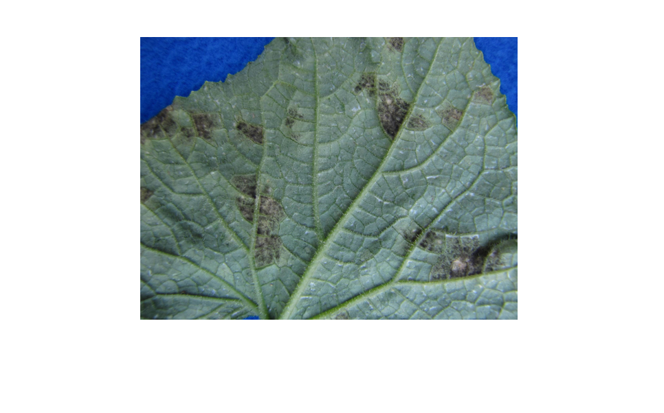 Cucurbit downy mildew