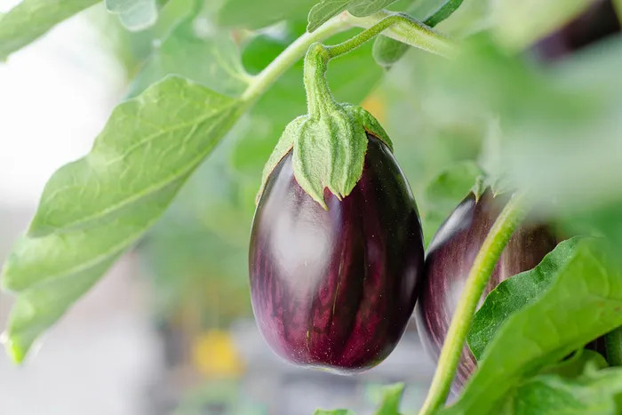 organic eggplant