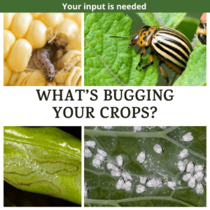 What's bugging your crops? Image designed by VGN.