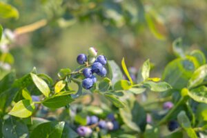 Blueberry growing on a bush