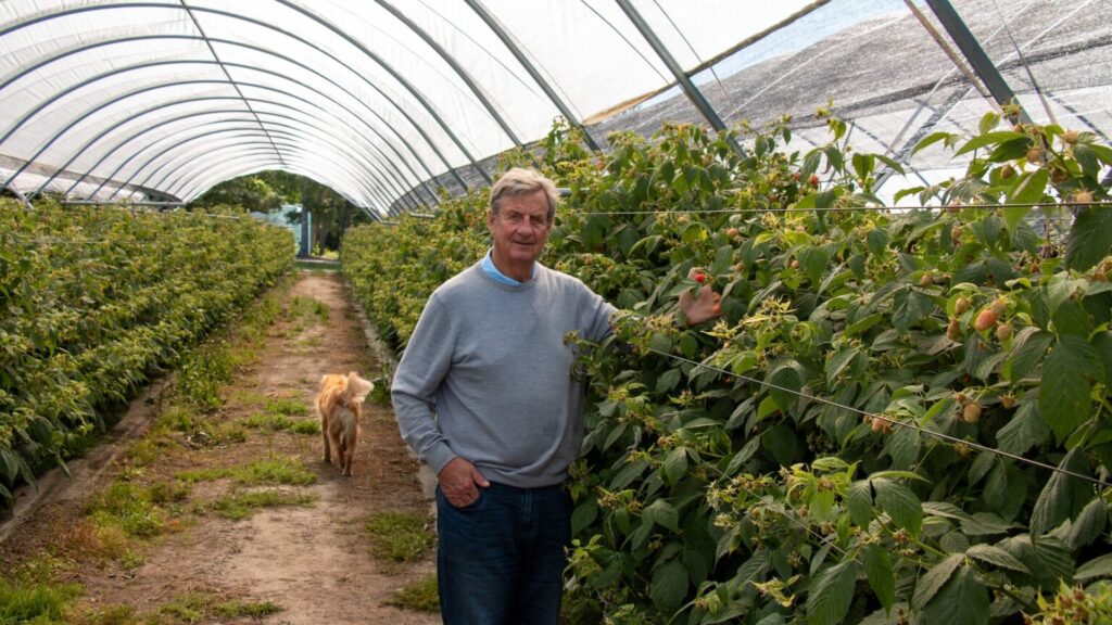 Cal Lewis standing in a polytunnel filled with raspberry plants. Photo by Simon Gonzalez.