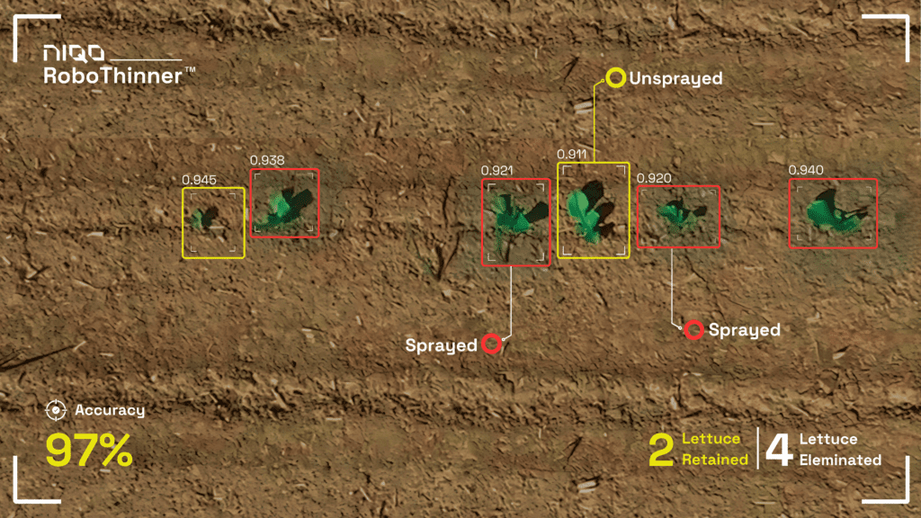 Niqo Robotics AI Detection Lettuce