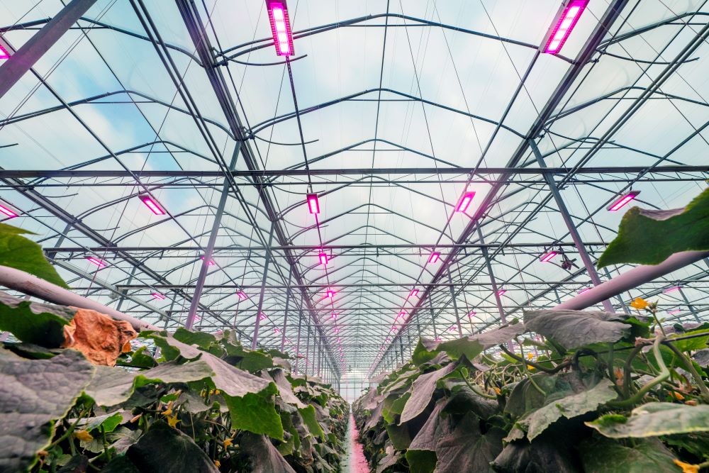 Great Lakes Greenhouses cucumber production. Photo courtesy of Signify.