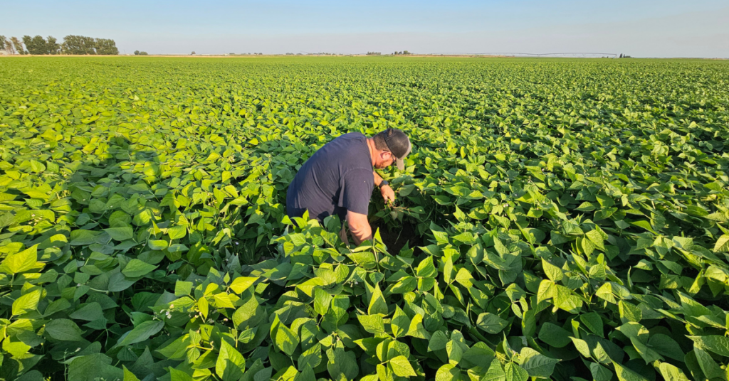 A field of green beans. Photo courtesy of Soilcraft.