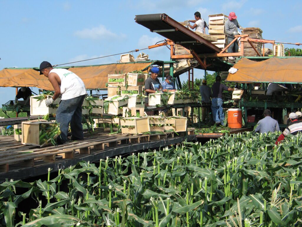 sweet corn harvesting