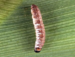 Caterpillar stage of European corn borer infected with the fungus Beauveria bassiana. (Photo by Keith Weller)