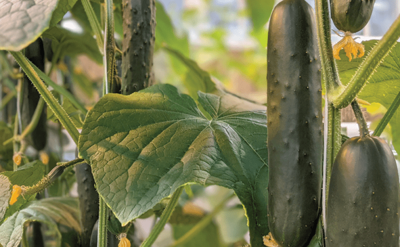 Hydroponic cucumbers. Photos by Anna Testen.