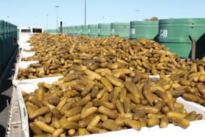 Fermented cucumbers in giant buckets