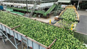 Cucumbers being sorted into giant buckets