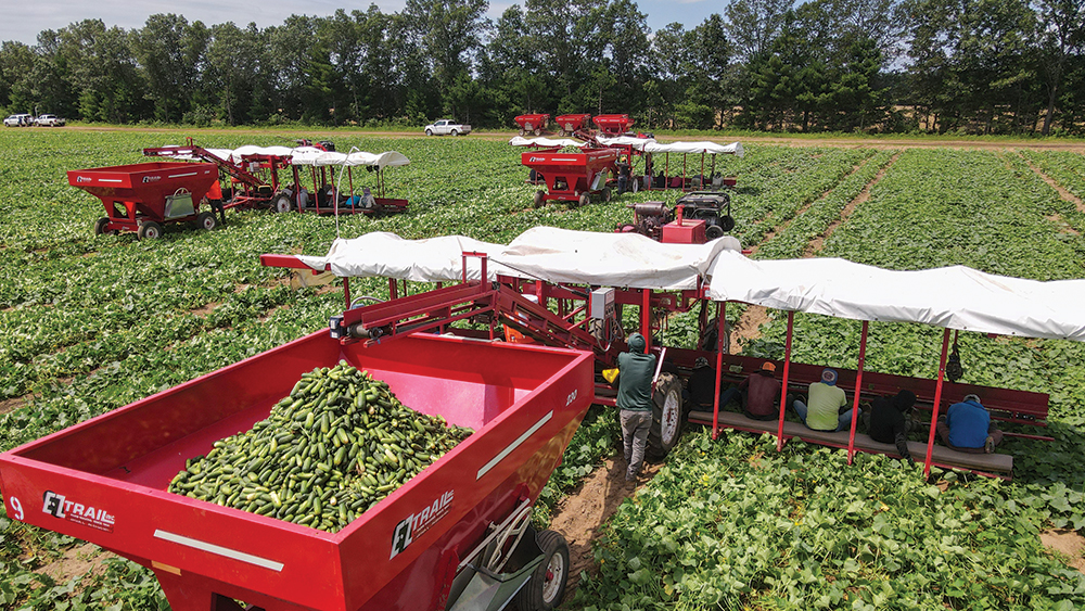 Hartung Bros. harvesting cucumbers. Photo courtesy of Hartung Brothers.