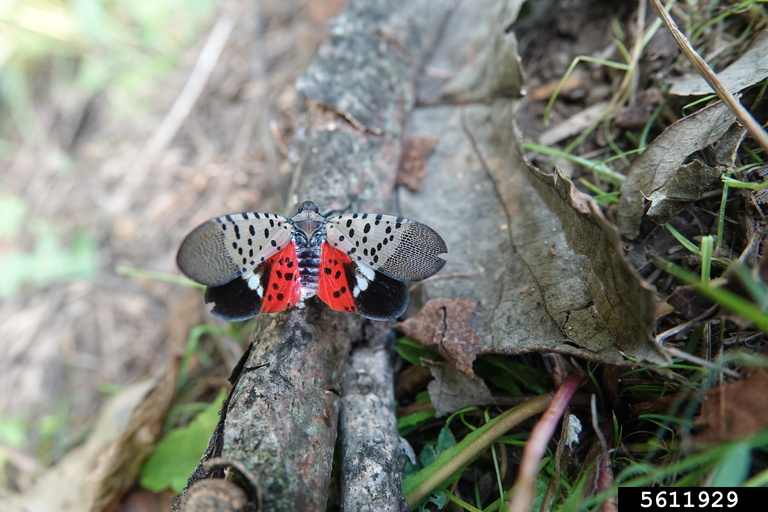 Spotted lanternfly. Photo by Rebekah Wallace, University of Georgia, Bugwood.org