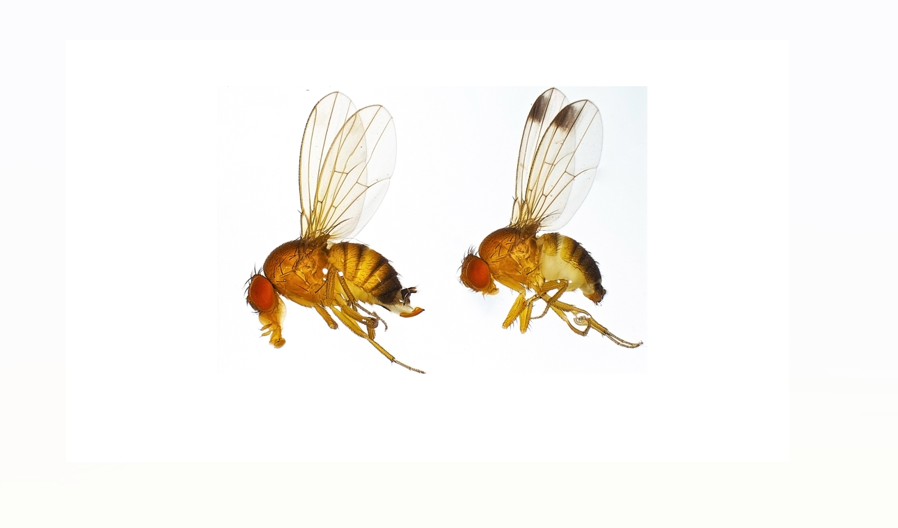 MSU researcher receives USDA grant for new SWD biopesticide - Vegetable ...