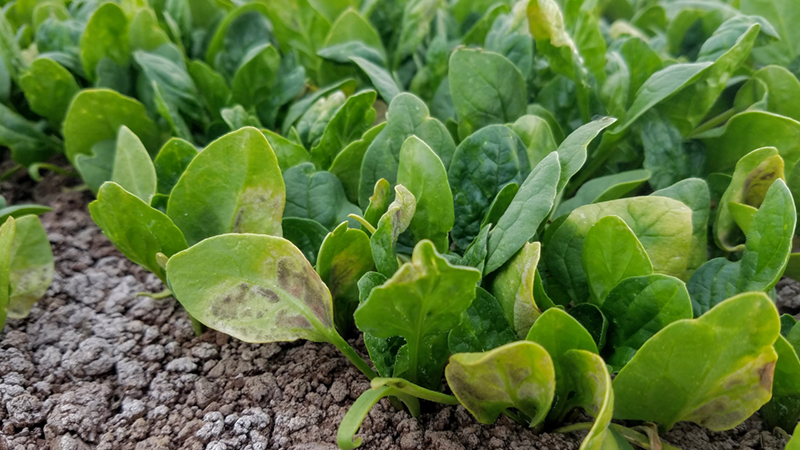 Spinach is infected by the plant disease downy mildew. Coastal breezes help carry disease spores to Salinas Valley fields. Farmers and researchers are working to develop new spinach varieties resistant to the disease. Photo by University of California Agriculture and Natural Resources.