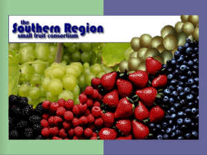 Southern Region Small Fruit Consortium SRSFC